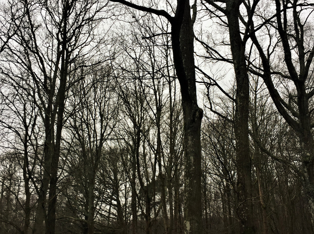 Orlestone Forest Nature Reserve-Warehorne必去景点