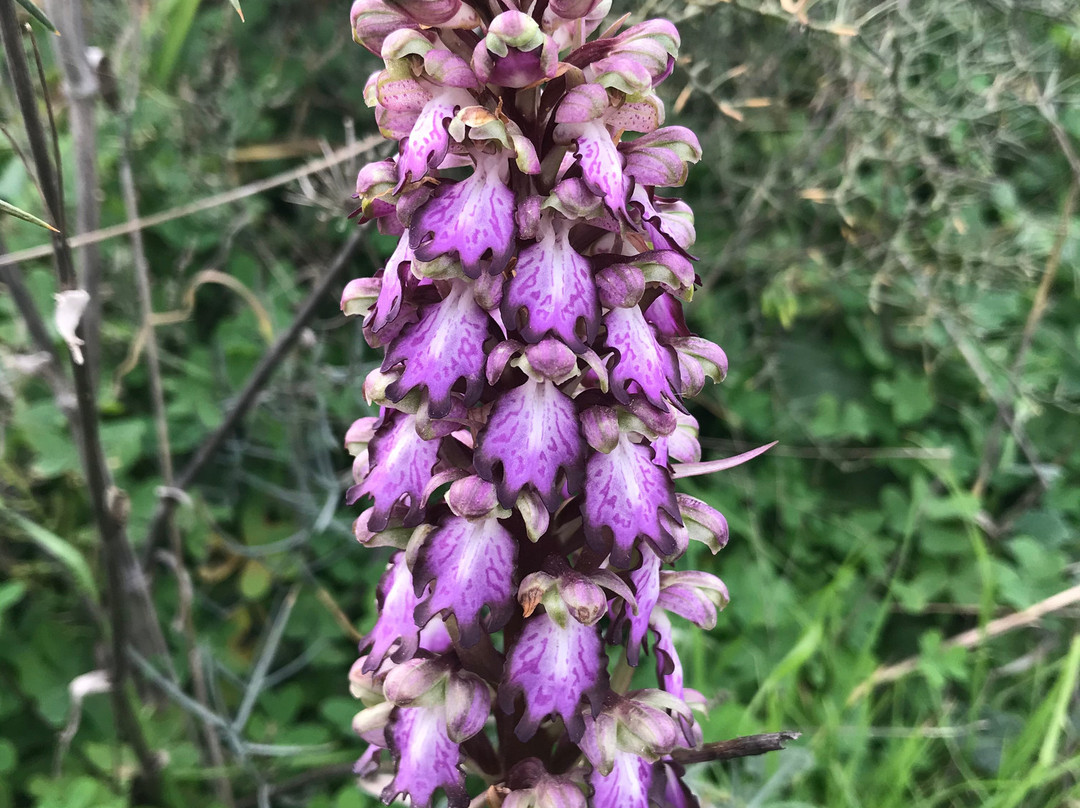 Parco Naturale Molentargius-Saline-卡利亚里省必去景点