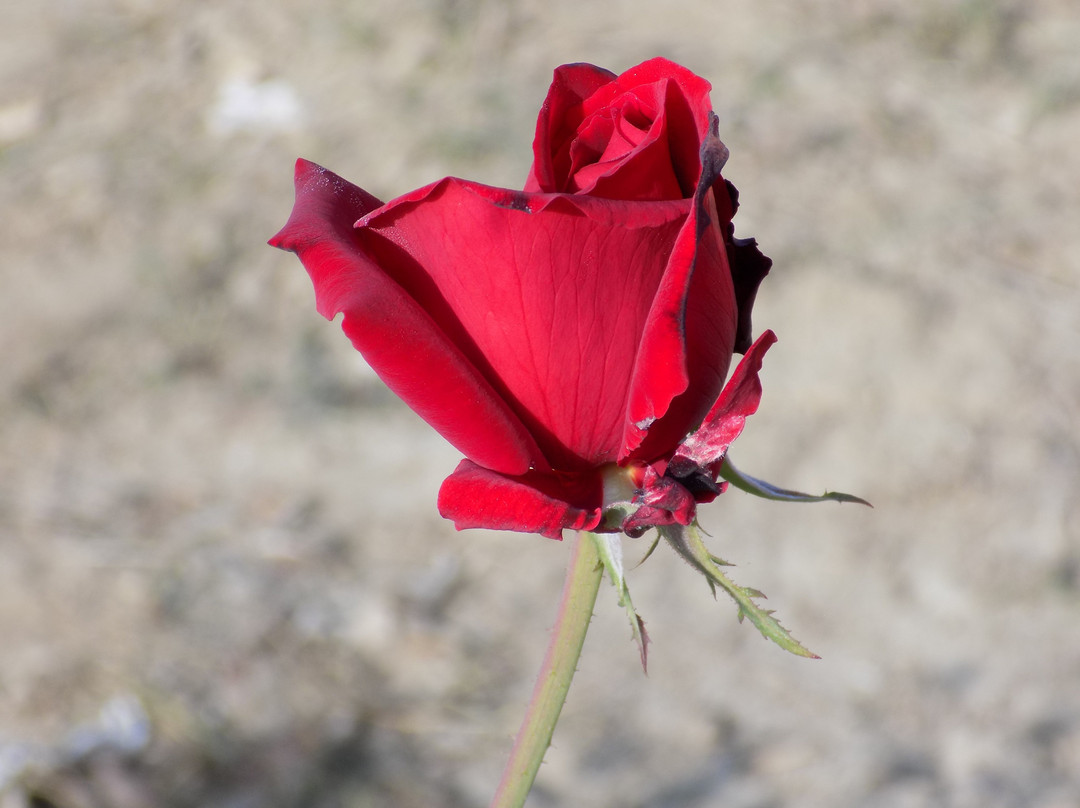 Patanjali Yogpeeth-哈里瓦必去景点