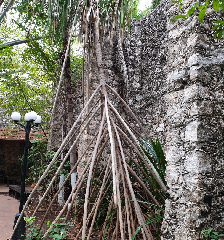 Jardin Botanico X'much Haltun-坎佩切州必去景点