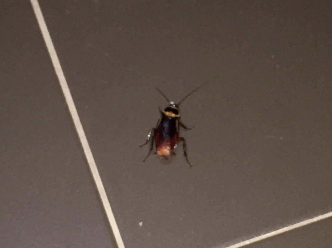 麦凯珊瑚礁度假村主图