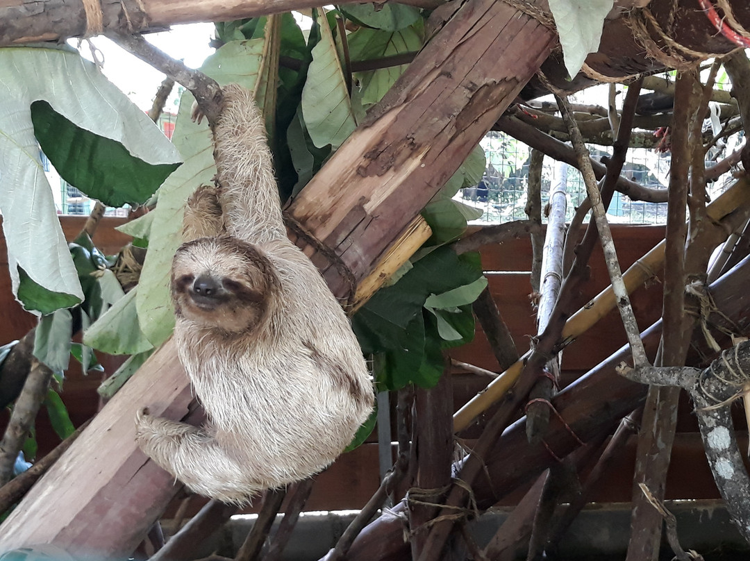 Turrucares Sloth Rescue Center Tour景点图片