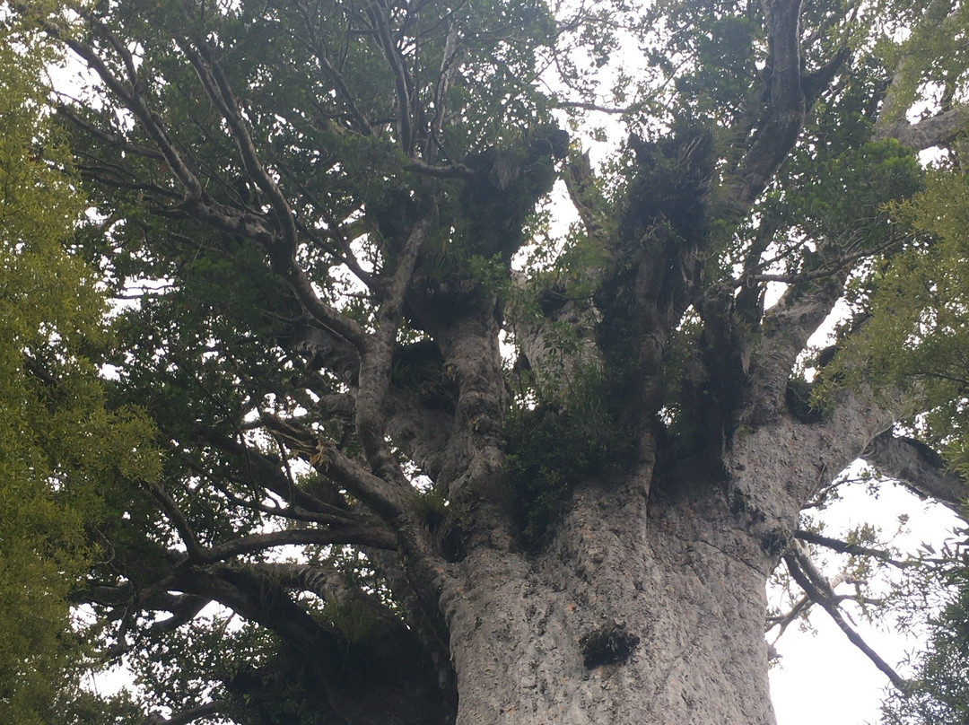 Waipoua Forest Kauri Tour - Mydo New Zealand景点图片
