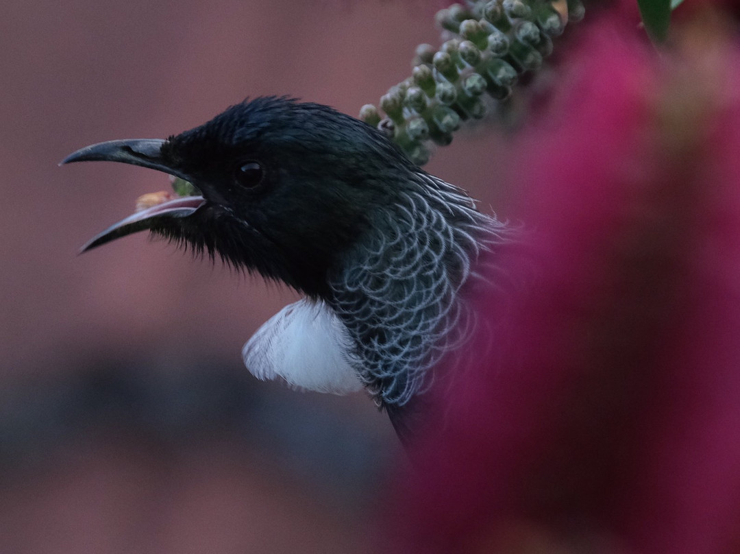 Mount Albert - Owairaka Domain-奥克兰必去景点
