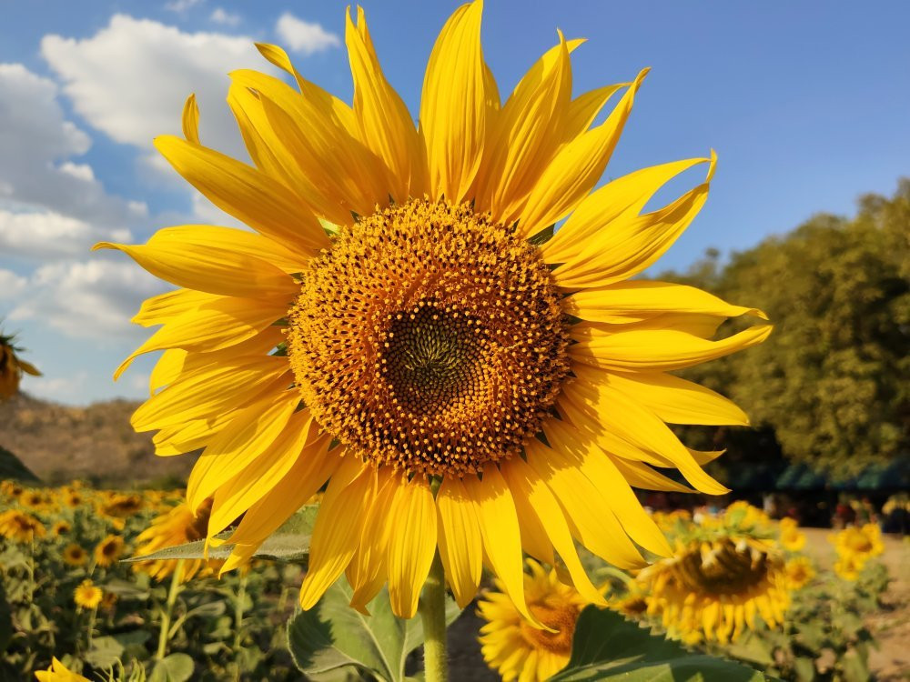 Khao Jeen Lae Sunflower Field景点图片