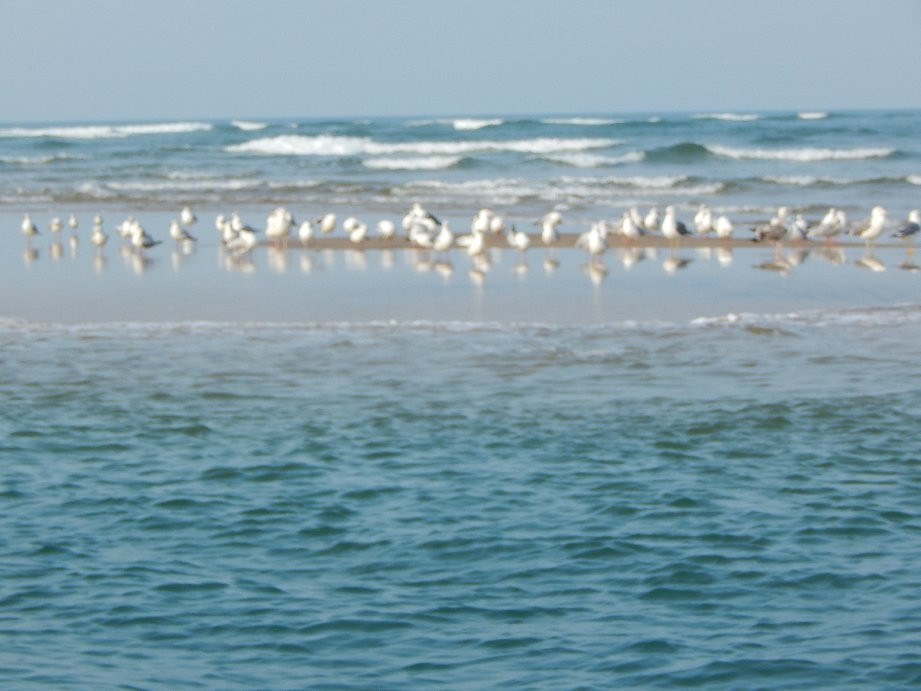 Devbagh Beach-Tarkarli必去景点