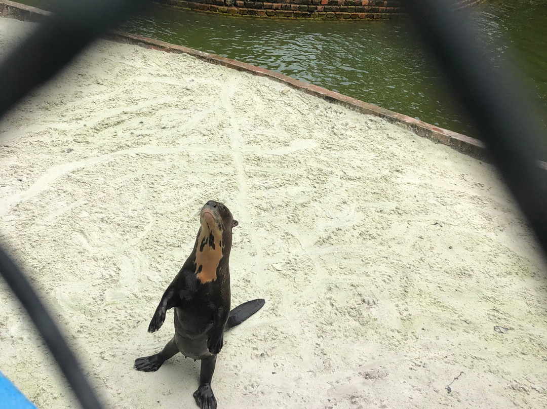 Quistococha Zoo景点图片