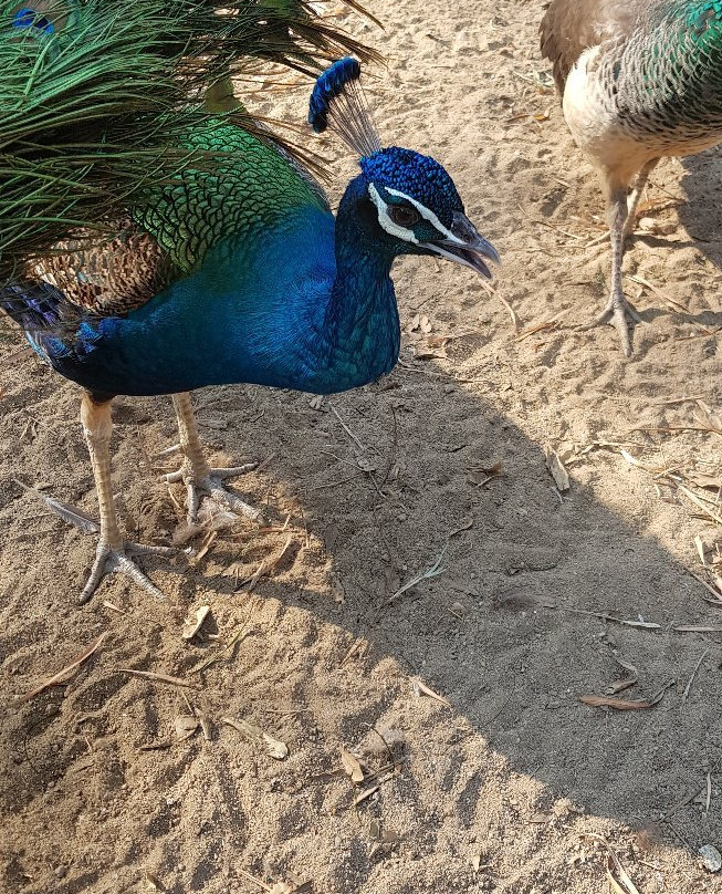 Samphran Peacock Park景点图片