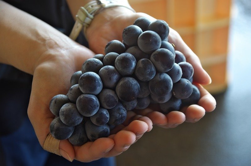 Tsuno Winery景点图片