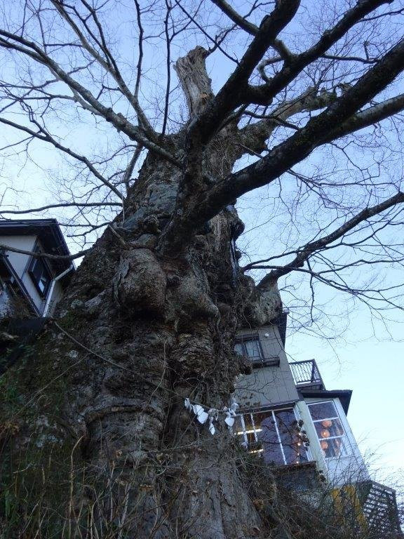 Mitake no Jindai Keyaki-青梅市必去景点