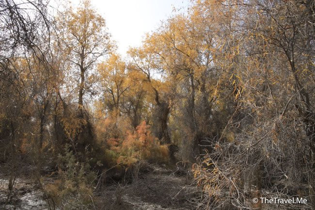 胡杨林公园-库尔勒市必去景点