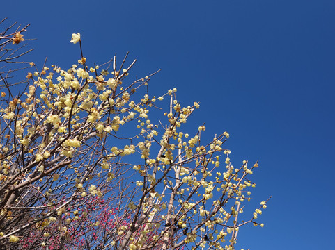 Furoen-甲府市必去景点