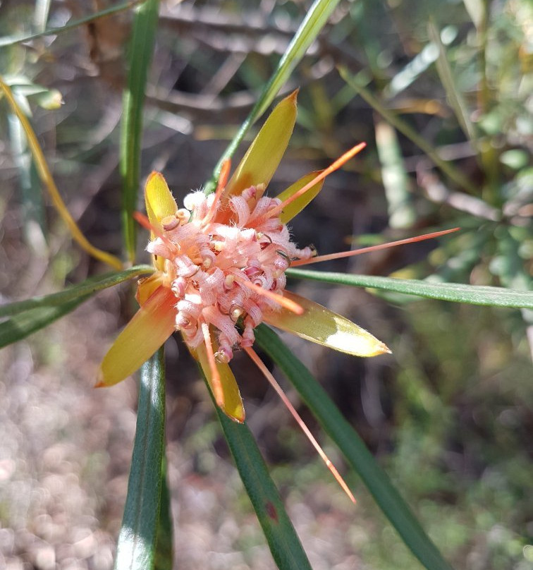 Jellybean Track-格兰布鲁克必去景点