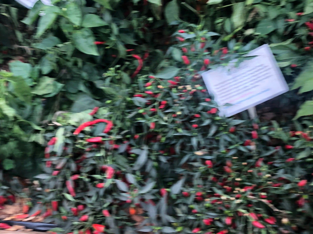 South Devon Chilli Farm-Loddiswell必去景点