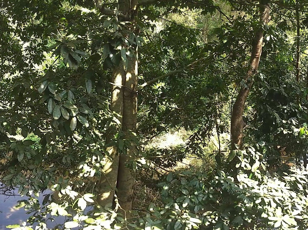 Jungle Beats Resorts主图