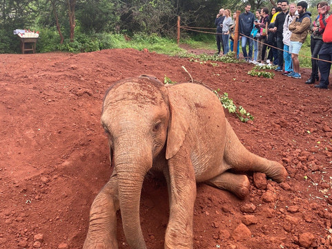 Safarilinks Africa-内罗毕必去景点