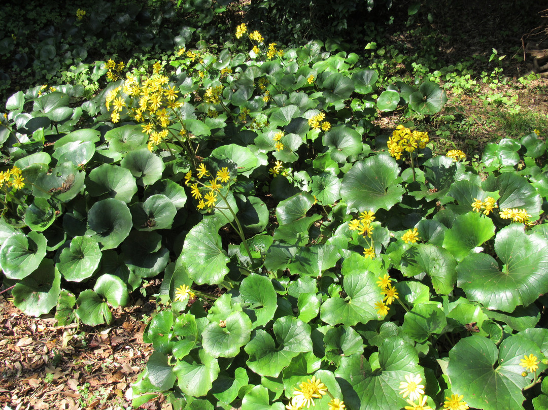 Azuma Shrine-二宫町必去景点
