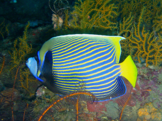 Bali Breizh Divers-沙努尔必去景点