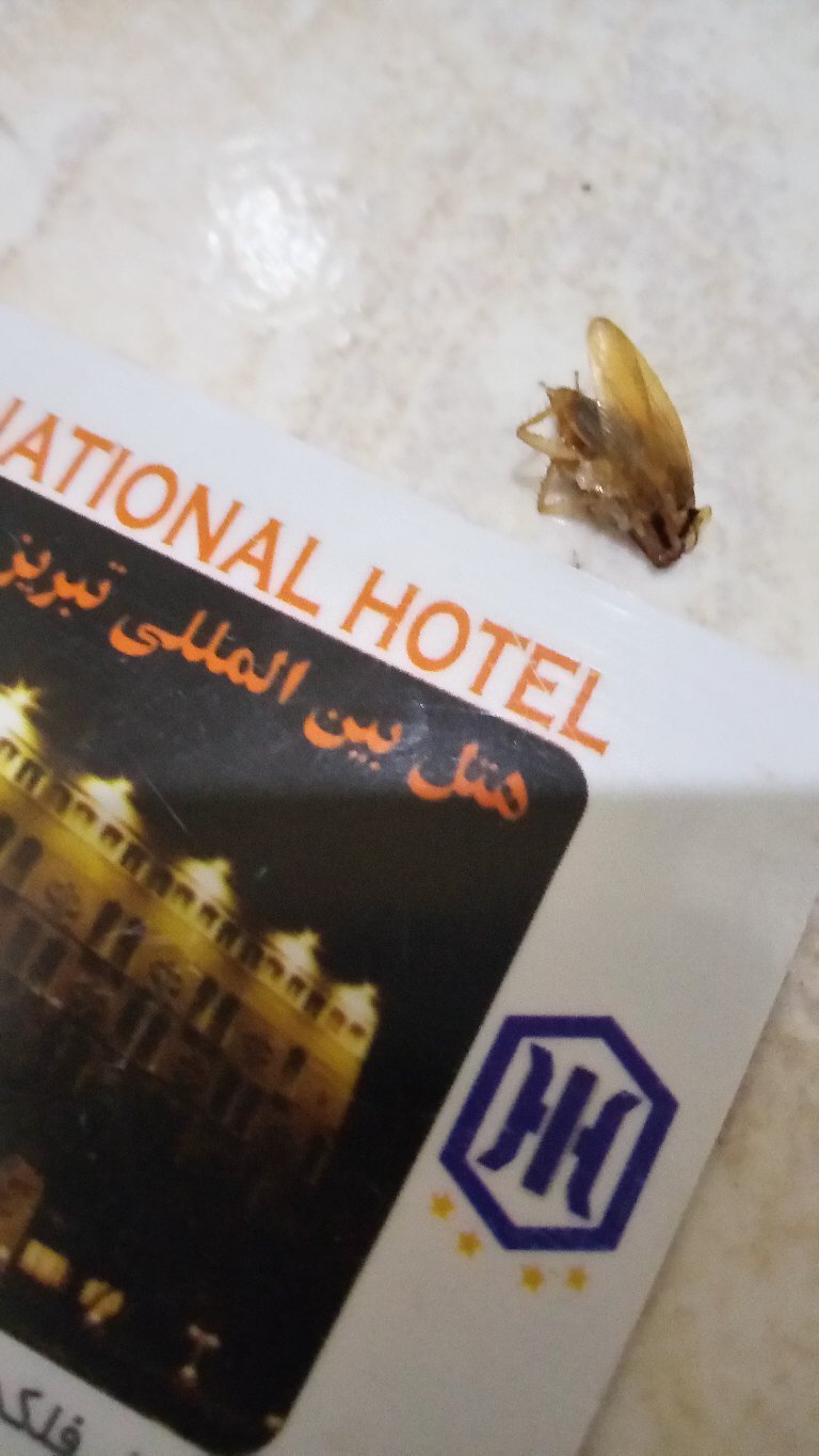 Tabriz International Hotel-官方