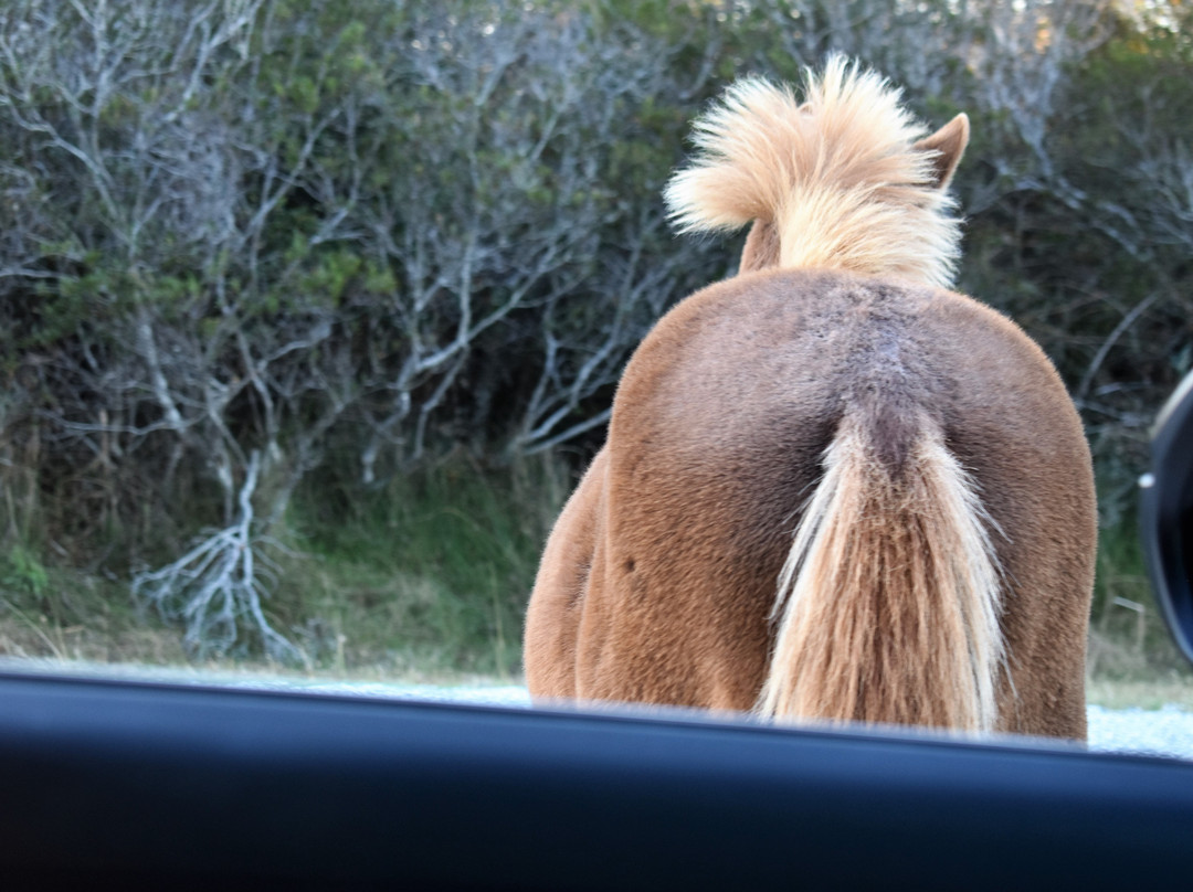 Assateague Island NS-VA Unit景点图片