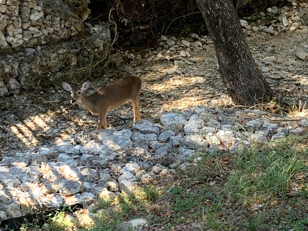 Phil Hardberger Park-圣安东尼奥市必去景点