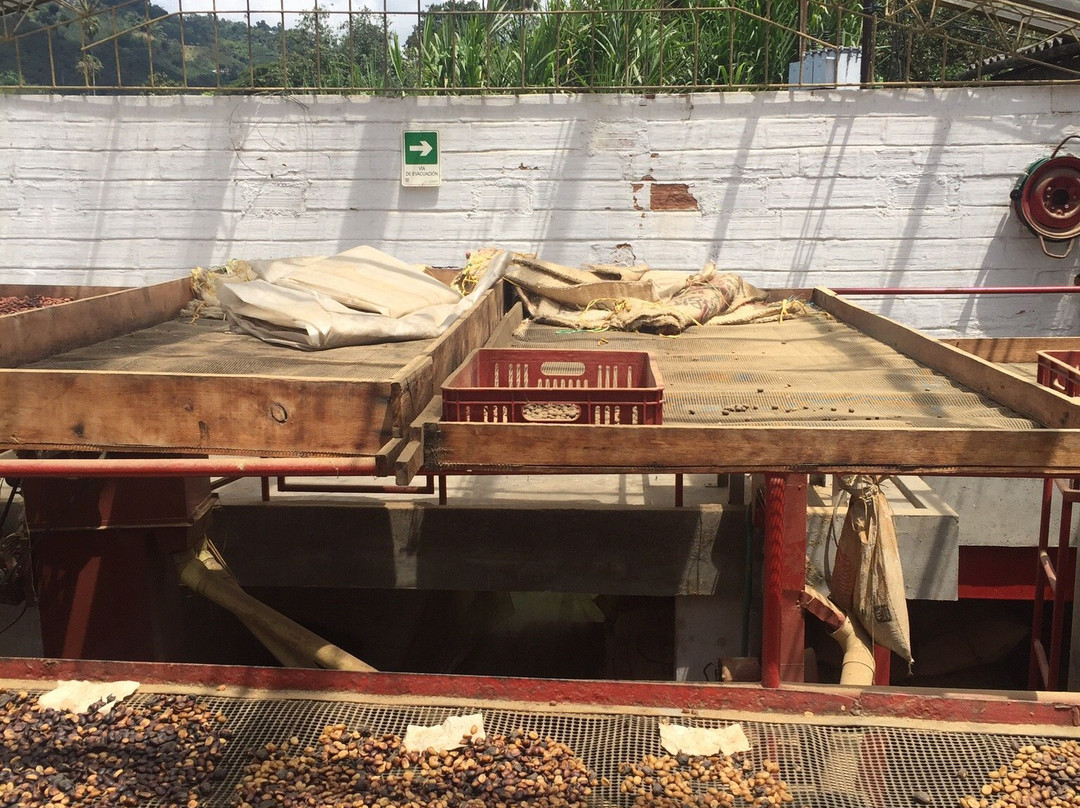 Hacienda Venecia Coffee Farm-Manizales必去景点