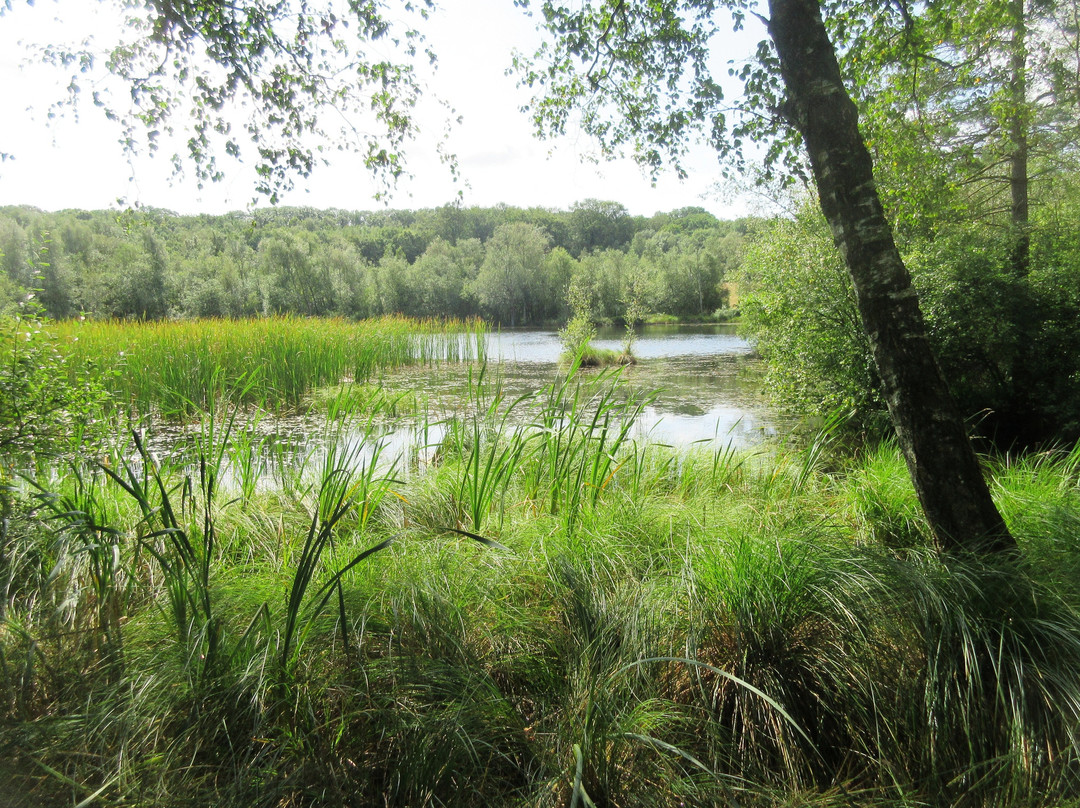 Skjernaens Udspring景点图片
