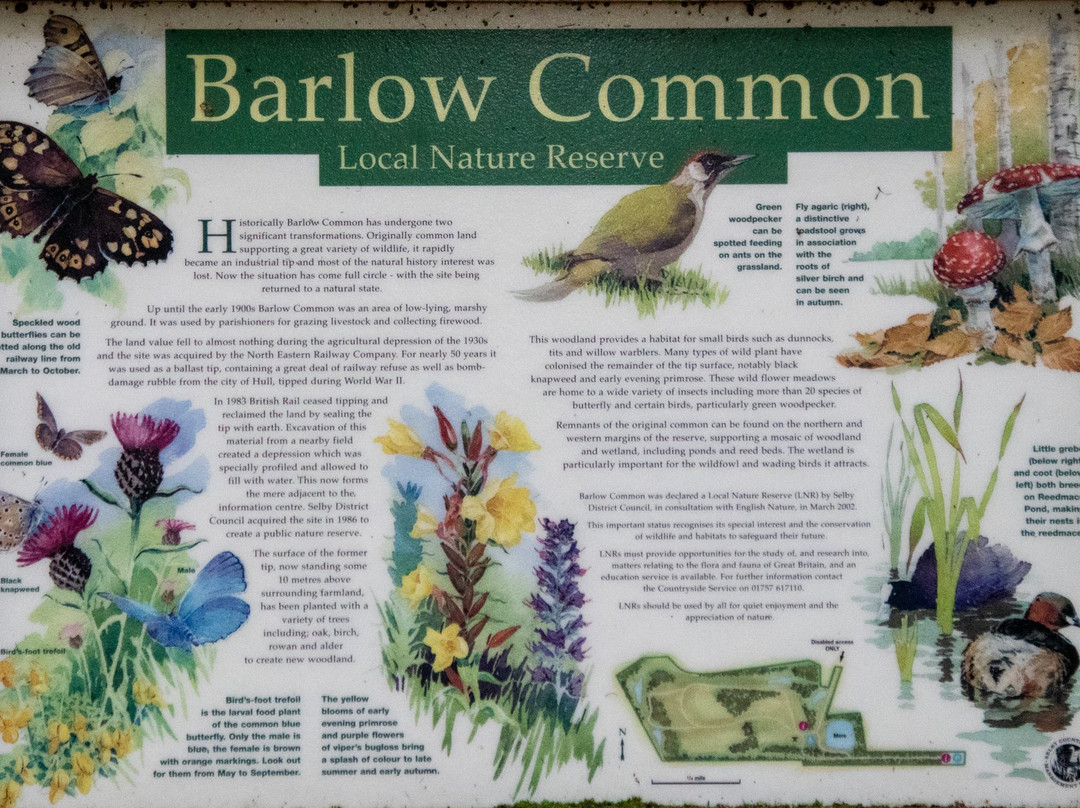 Barlow Common Nature Reserve景点图片