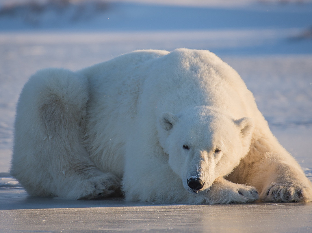 Discover Churchill Tours-丘吉尔必去景点