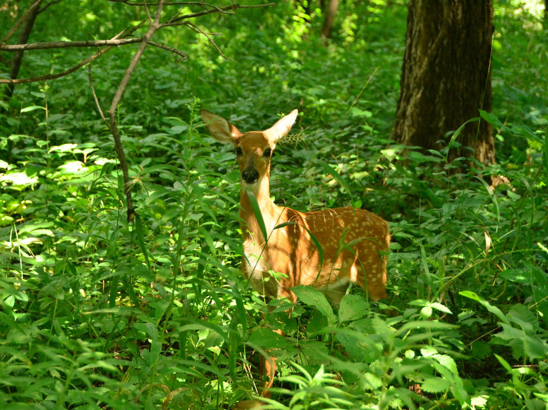Emily Oaks Nature Center