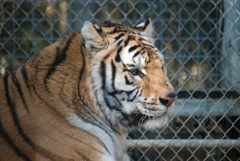 Endangered Animal Rescue Sanctuary-Citra必去景点