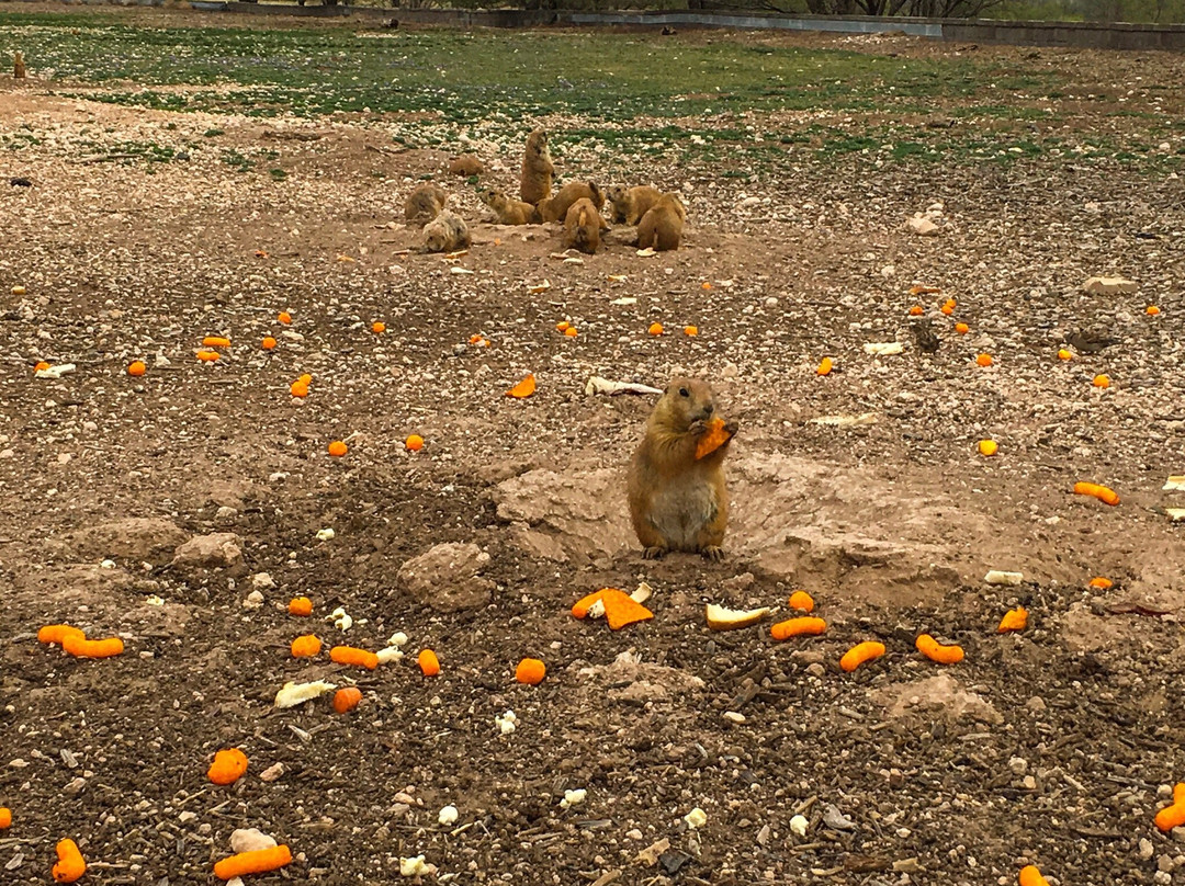 Prairie Dog Town景点图片