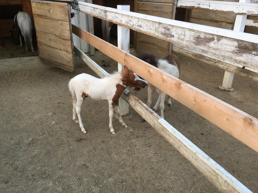 Li'l Country Store and Miniature Horse Farm景点图片