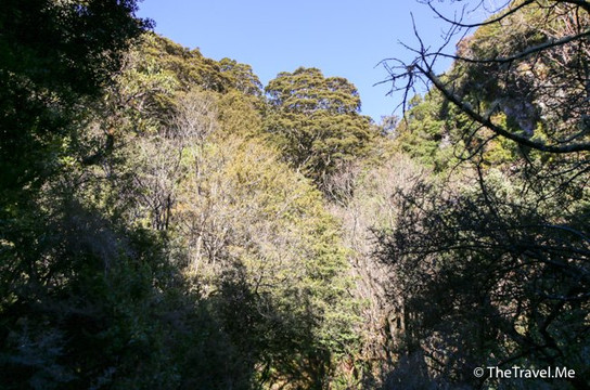 Governors Bush Walk-库克山村庄必去景点