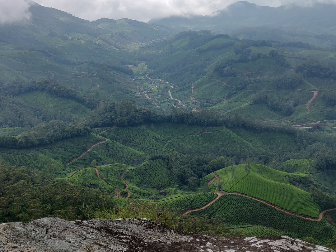 Amazing Munnar Tours景点图片