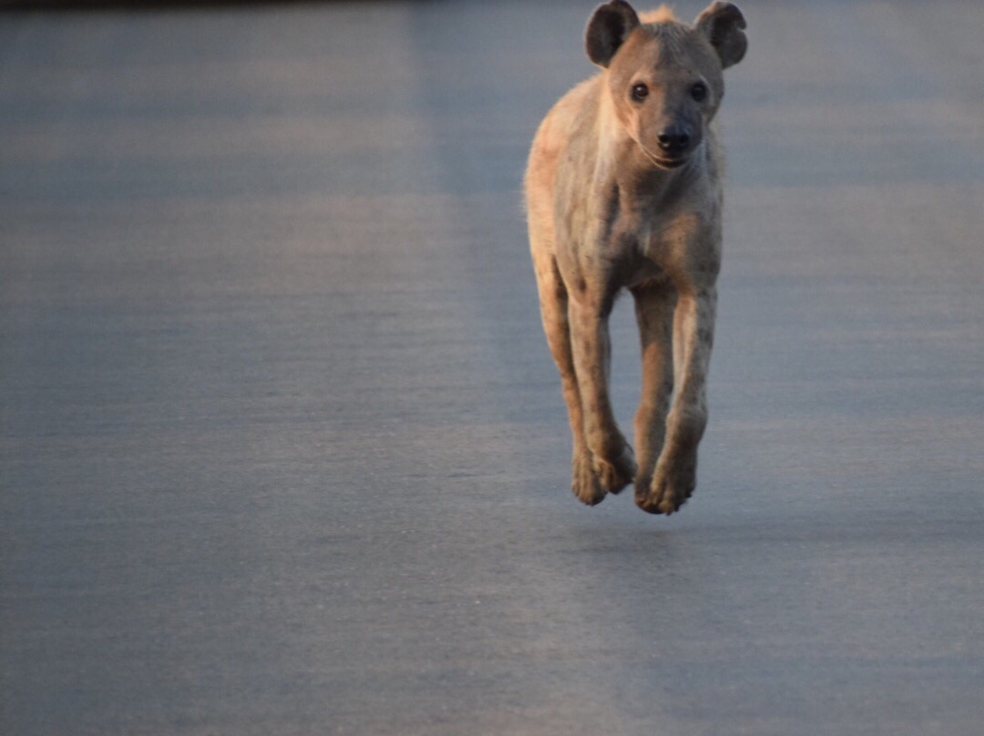 Manzini Marloth Park主图