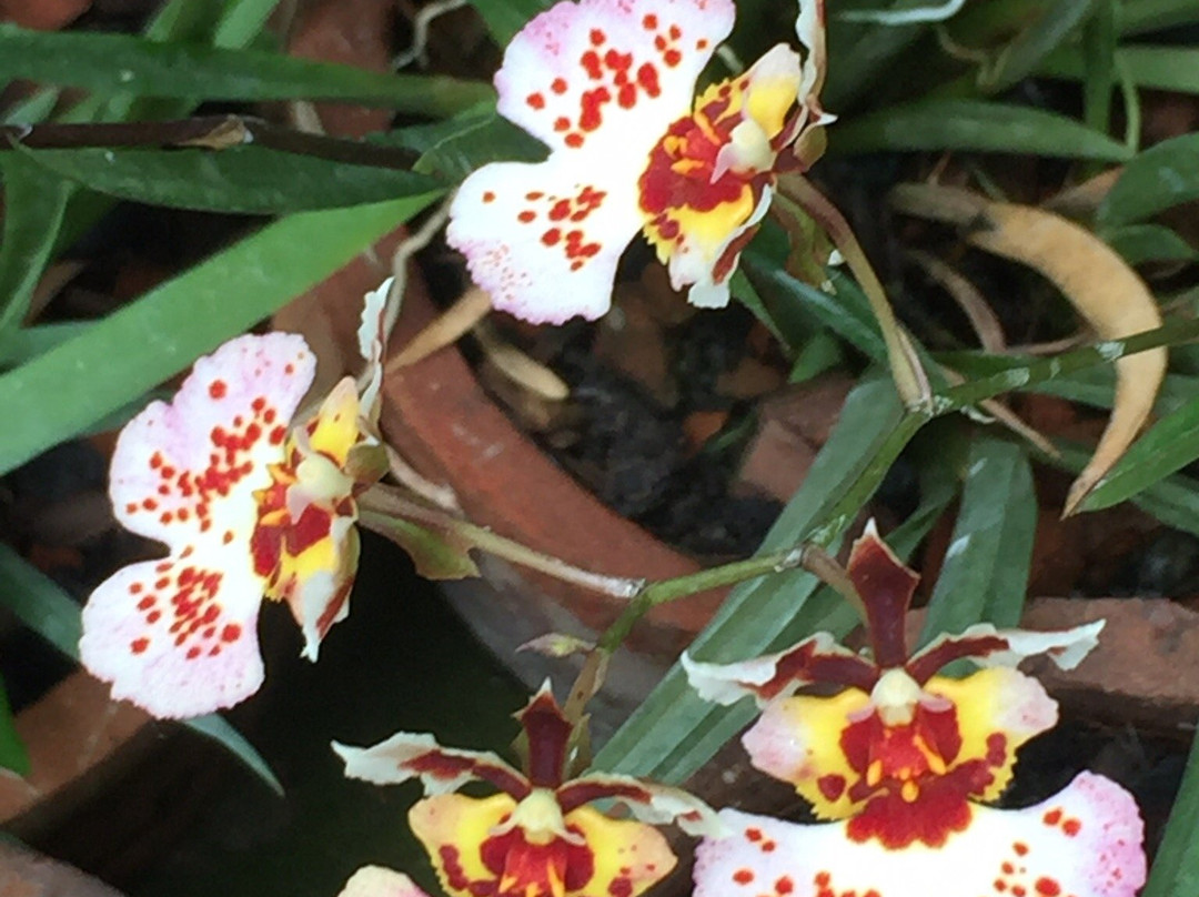 Pure Nature Hotel Kandy主图