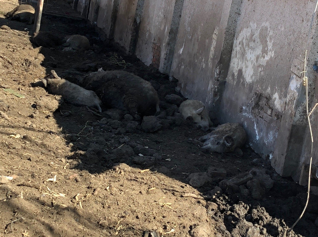 Tanyamuseum-久洛必去景点