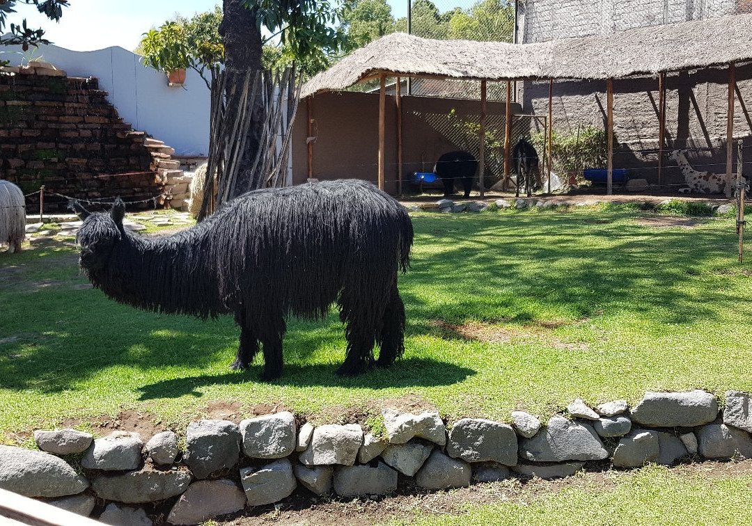 Mundo Alpaca Arequipa景点图片