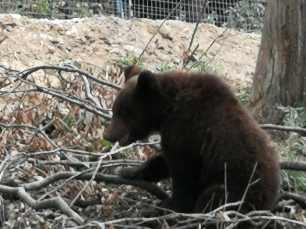 Libearty Bear Sanctuary Zarnesti景点图片