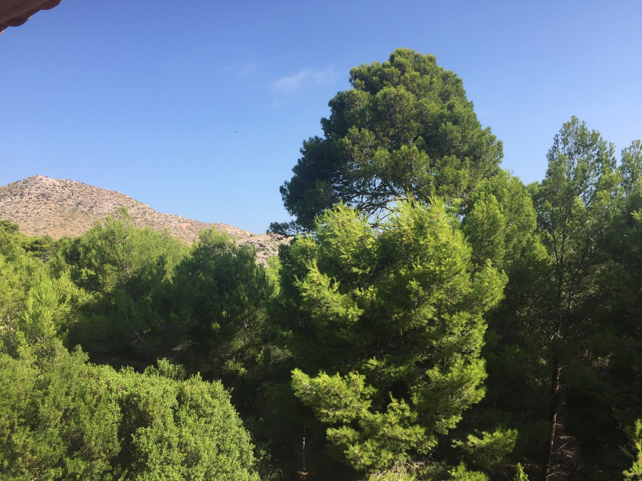 Hotel Cala Sant Vicenc-酒店景观