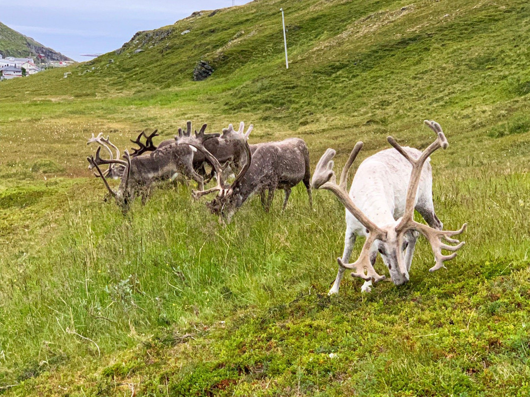 Hytte Camp Nordkapp - BaseCamp