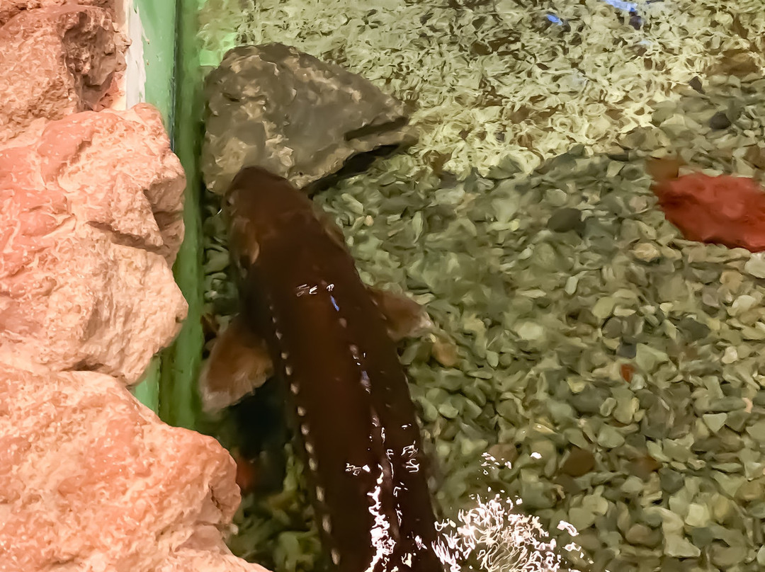 Hakoneen Aquarium-箱根町必去景点