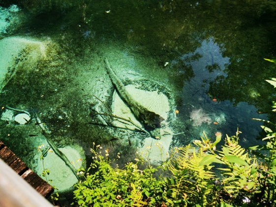 Juniper Springs-奥卡拉必去景点