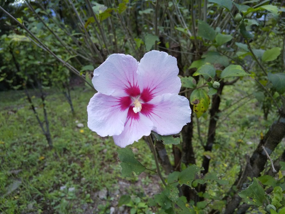 Mukuge Nature Park-皆野町必去景点