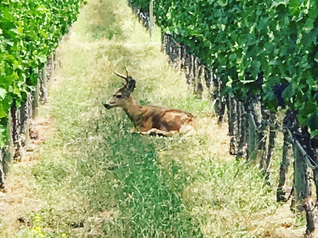 Four Shadows Vineyard and Winery景点图片