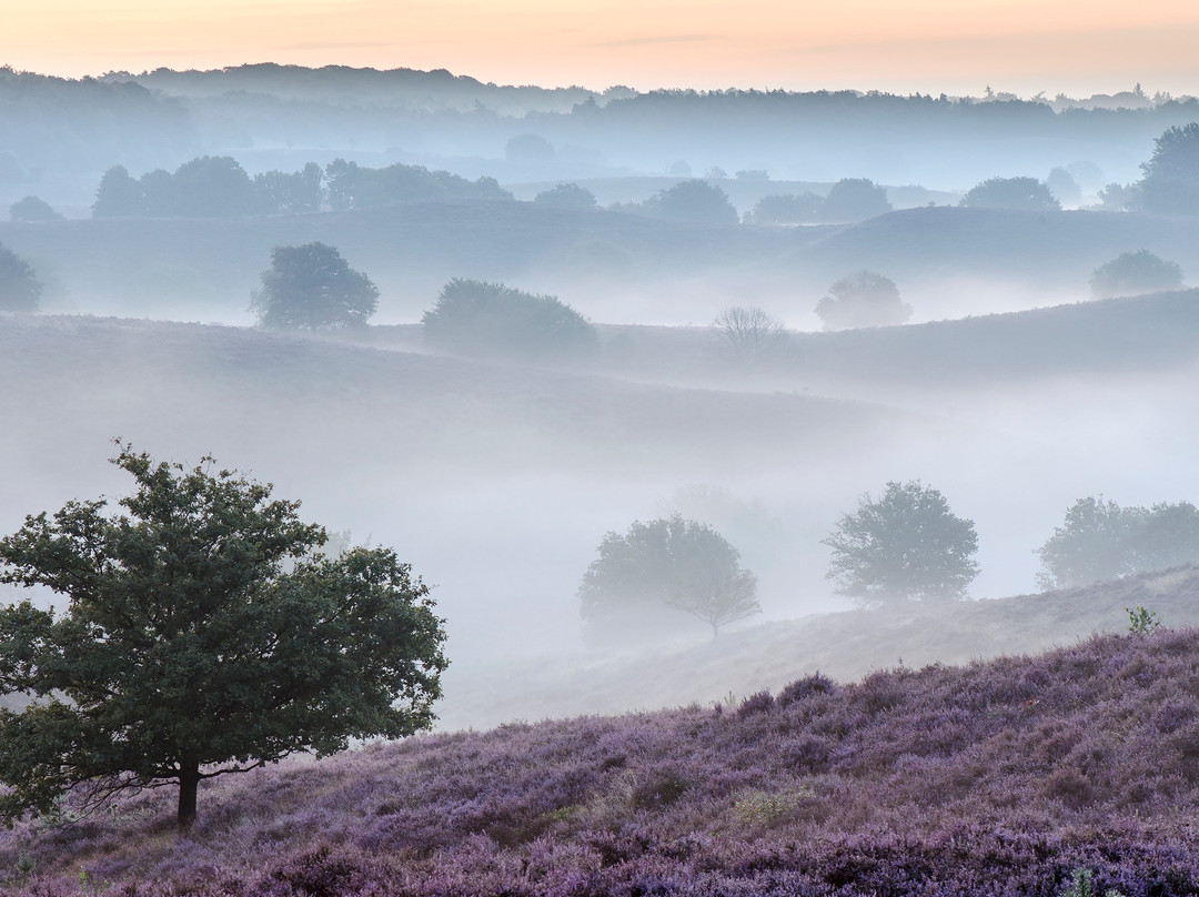 VeluweScooter | Veluwe Actief景点图片