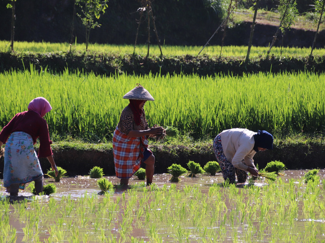 Les Rizieres Lombok主图
