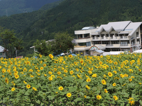 Honokidaira滑雪场-高山市必去景点