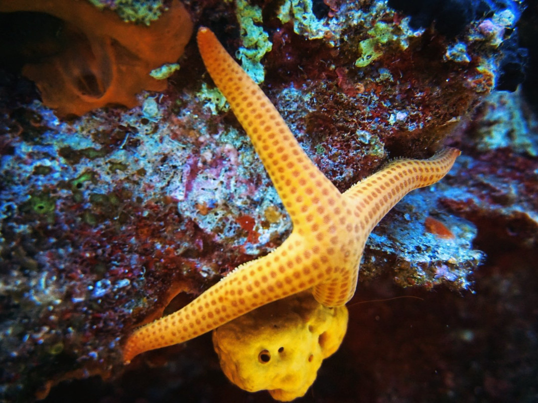 We Shall Sea Scuba Dive-Chora必去景点